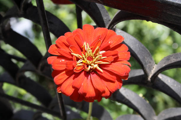 Orange Giant Zinnia Flower Seeds – Heirloom, Non-GMO, High Germination Seeds