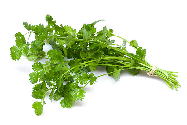 Cilantro Coriander Herb Seeds for Planting – Heirloom, Non-GMO, High Germination Seeds