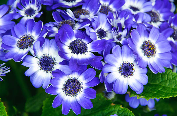 Purple Aster Flower Seeds – Heirloom, Non-GMO, High Germination Seeds