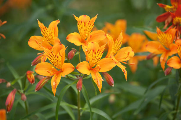 Orange Alstroemeria Flower Seeds – Heirloom, Non-GMO, High Germination Seeds