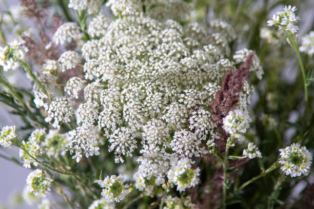 Mixed Ammi Majus Flower Seeds – Heirloom, Non-GMO, High Germination Seeds