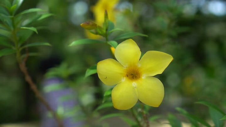 Pentalinon Luteum Flower Seeds – Heirloom, Non-GMO, High Germination Seeds