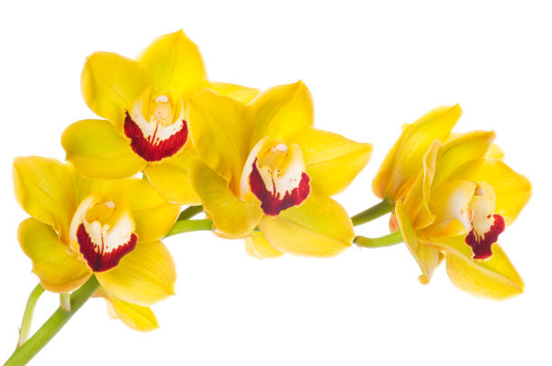 Semillas de orquídea para cultivar amarillas – Semillas de jardín orgánicas de polinización abierta, no modificadas genéticamente y de alta germinación para plantar