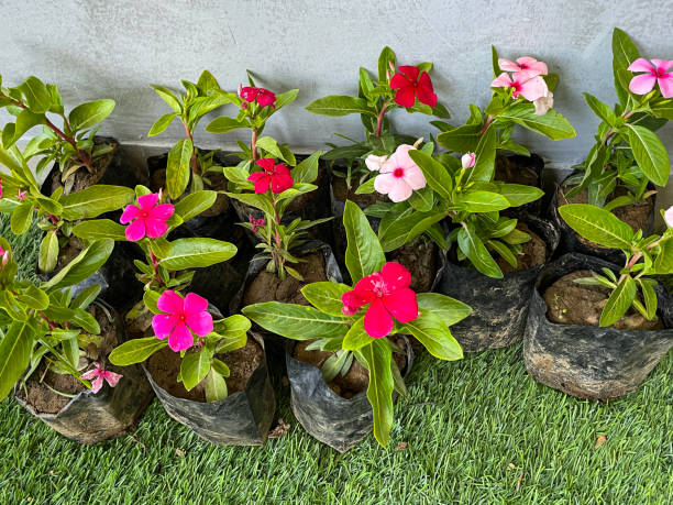 Mixed Pardancanda Flower Seeds – Heirloom, Non-GMO, High Germination Seeds