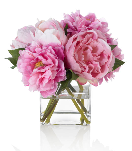 Semillas de flor de peonía rosa – Orgánicas, reliquia, sin OMG, alta germinación para plantar en jardín