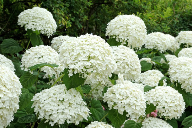 Arborescens Plant Seeds – Heirloom, Non-GMO, High Germination Organic Garden Seeds for Planting | Seeds for Planting