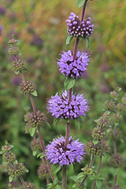 Purple Pennyroyal Herb Plant Seeds for Planting | Heirloom Non-GMO High Germination Organic Garden Seeds