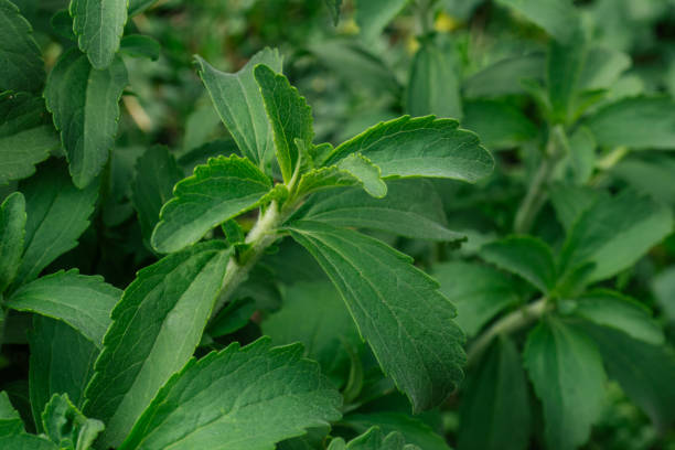 Stevia Plant Seeds for Natural Sweetener – Heirloom, Non-GMO, High Germination Seeds