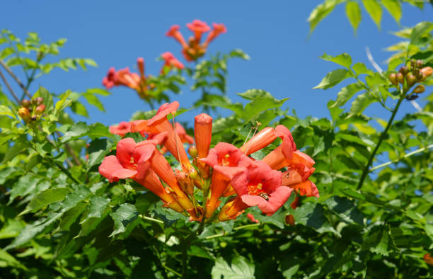 Orange Tecomo Flower Seeds – Heirloom, Non-GMO, High Germination Seeds