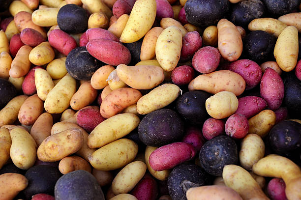 Fingerling Potato Mixed Variety Seeds - Heirloom, Non-GMO, Organic Garden Seeds
