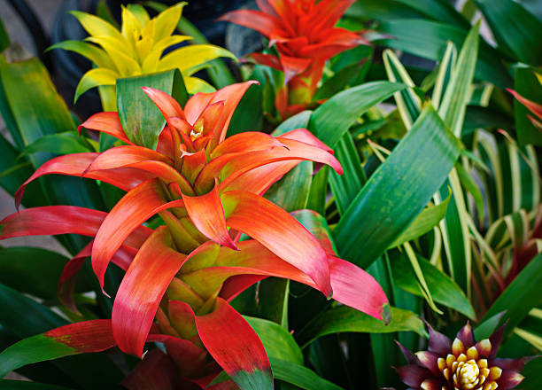 Orange Bromeliad Flower Seeds – Heirloom, Non-GMO, High Germination Seeds