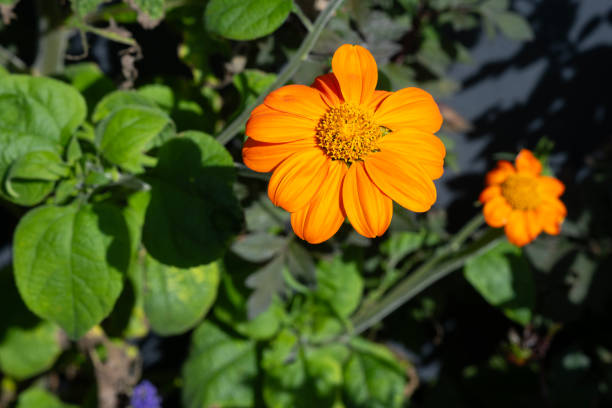 Orange Tithonia Flower Seeds – Heirloom, Non-GMO, High Germination Seeds