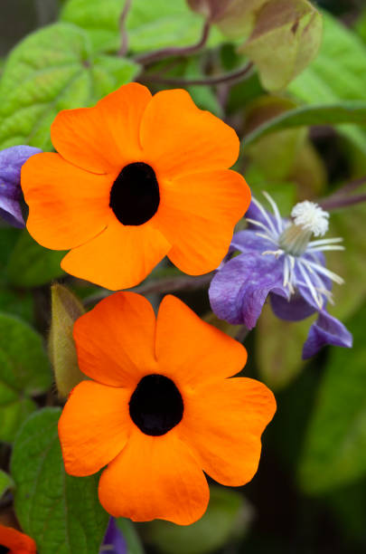 Orange Thunbergia Flower Seeds – Heirloom, Non-GMO, High Germination Seeds