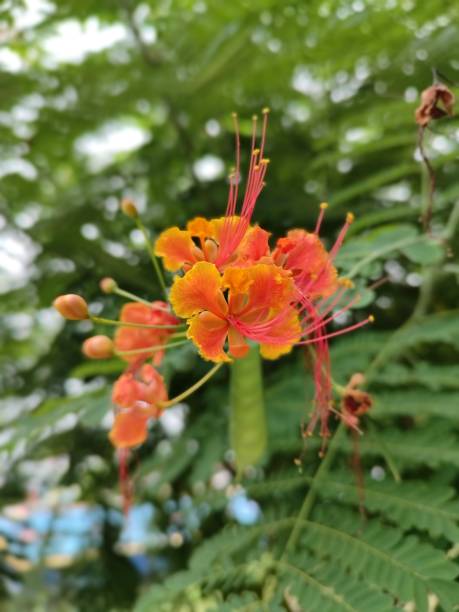 Orange Yellow Caesalpinia Flower Seeds – Heirloom, Non-GMO, High Germination Seeds