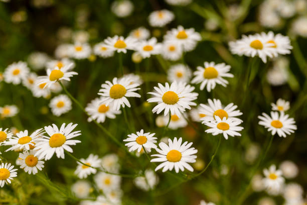 White Chamomile Flower Seeds – Heirloom, Non-GMO, High Germination, Organic Seeds