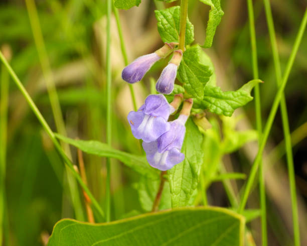 Scutellaria Lateriflora Seeds – Relaxing Herb Heirloom Non-GMO Seeds for Planting | High Germination Organic Garden Seeds