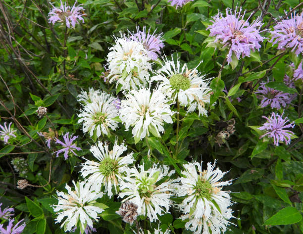 Weiße Monarda Blumensamen – Heirloom, gentechnikfrei, keimstark, Bio-Gartensamen zum Pflanzen