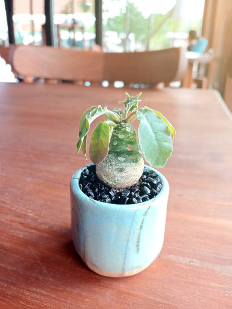 Green Dorstenia Foetida Plant Seeds – Heirloom Non-GMO High Germination Seeds for Exotic Gardens