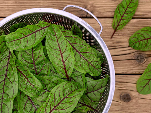 Red-Veined Sorrel Seeds (Rumex Sanguineus) – Heirloom Non-GMO High Germination Seeds