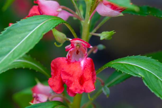 Perennial Red Balsam Flower Seeds – Heirloom, Non-GMO, High Germination Seeds