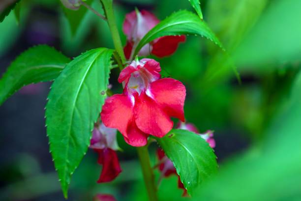 Perennial Red Balsam Flower Seeds – Heirloom, Non-GMO, High Germination Seeds
