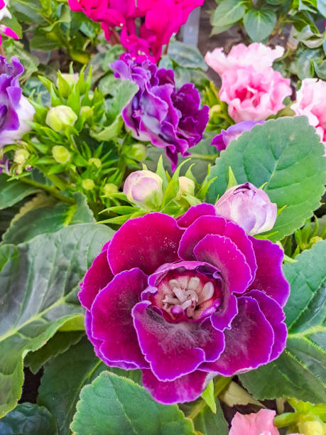 Mixed Bonsai Gloxinia Flower Seeds – Heirloom, Non-GMO, High Germination Seeds