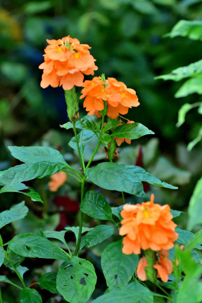 Semillas de flor de Crossandra Infundibuliformis naranja – Herencia, sin OMG, semillas orgánicas de jardín de alta germinación para sembrar
