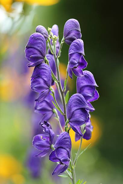 Aconitum Flower Seeds for Planting – Heirloom Non-GMO High Germination Organic Garden Seeds