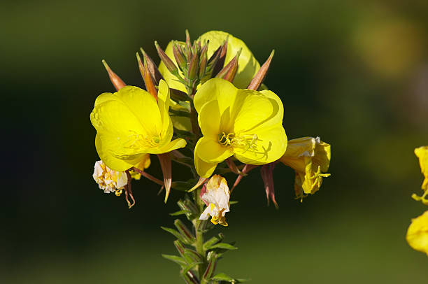 Yellow Oenothera Flower Seeds – Heirloom, Non-GMO, High Germination Seeds