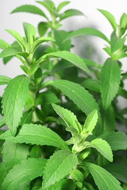 Stevia Plant Seeds for Natural Sweetener – Heirloom, Non-GMO, High Germination Seeds