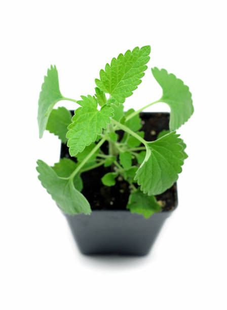 Green Cataria Seeds for Planting Heirloom Non-GMO High Germination Organic Garden Seeds
