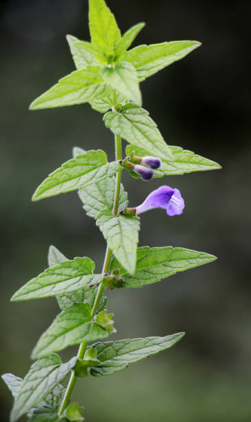 Scutellaria Lateriflora Seeds – Relaxing Herb Heirloom Non-GMO Seeds for Planting | High Germination Organic Garden Seeds