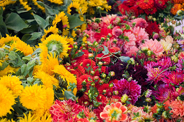 Mixed Helichrysum Flower Seeds – Heirloom, Non-GMO, High Germination Seeds