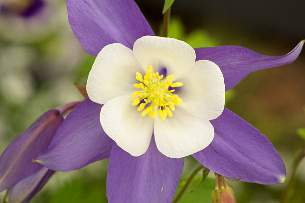 Aquilegia Flower Seeds White Violet for Planting – Heirloom Non-GMO High Germination Organic Seeds