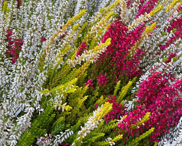 Gemischte Calluna Vulgaris Blumensamen – Alte Sorte, gentechnikfrei, hohe Keimfähigkeit, Bio-Gartensamen zum Pflanzen