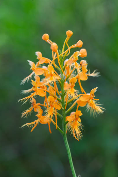 Orange Platanthera Ciliaris Flower Seeds – Heirloom, Non-GMO, High Germination Seeds