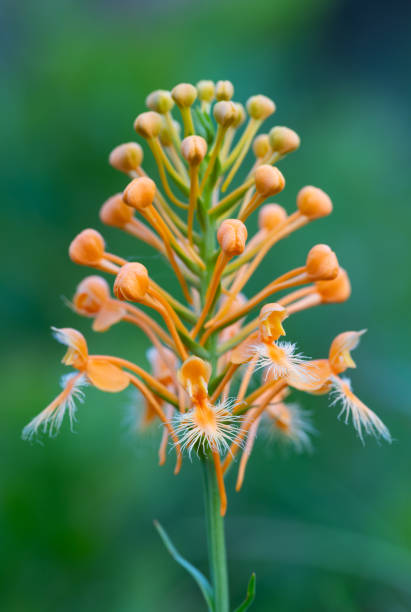 Orange Platanthera Ciliaris Flower Seeds – Heirloom, Non-GMO, High Germination Seeds