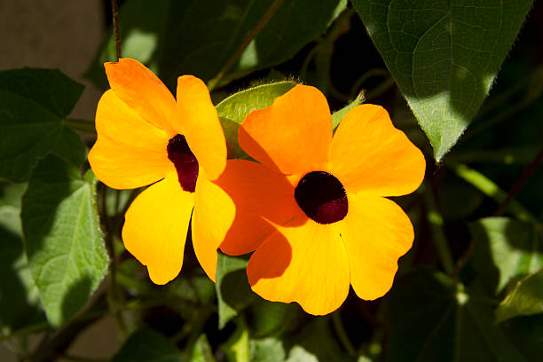 Orange Thunbergia Flower Seeds – Heirloom, Non-GMO, High Germination Seeds