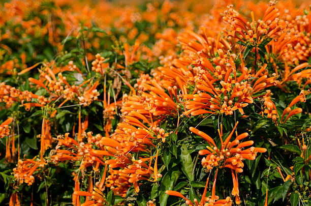 Orange Pyrostegia Venusta Flower Seeds – Heirloom, Non-GMO, High Germination Seeds