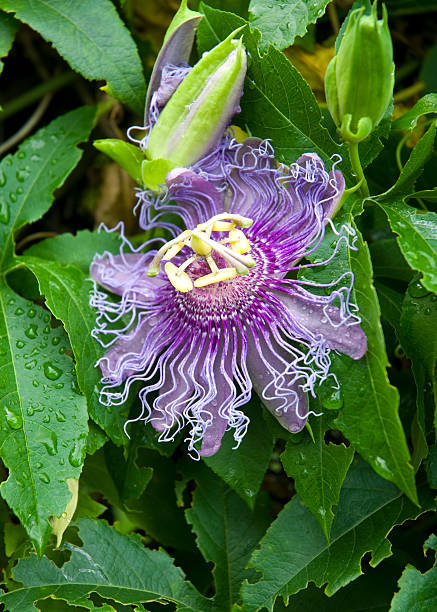 Passion Flower Seeds Purple – Heirloom, Non-GMO Seeds for Planting