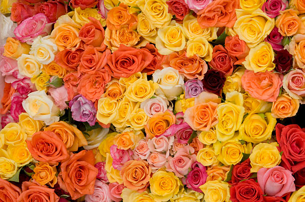 Mixed Rose Flower Seeds – Heirloom, Non-GMO, High Germination Seeds