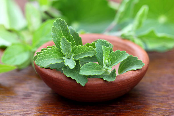 Stevia Plant Seeds for Natural Sweetener – Heirloom, Non-GMO, High Germination Seeds