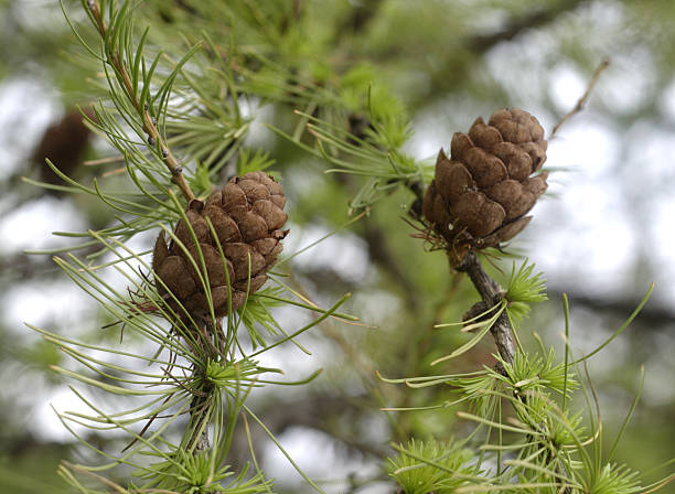 Green Larix Occidentalis Plant Seeds – Heirloom, Non-GMO Seeds for Planting