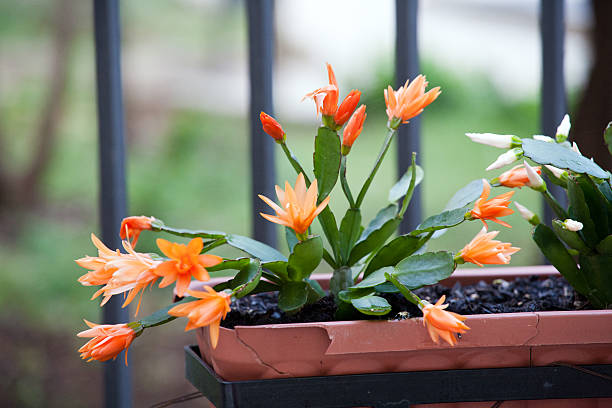Semillas de flores de Schlumbergera naranja para plantar – Semillas de jardín orgánicas, herencia, sin OGM, alta germinación