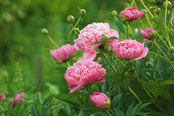 Pink Paeonia Flower Seeds – Heirloom, Non-GMO, High Germination Seeds