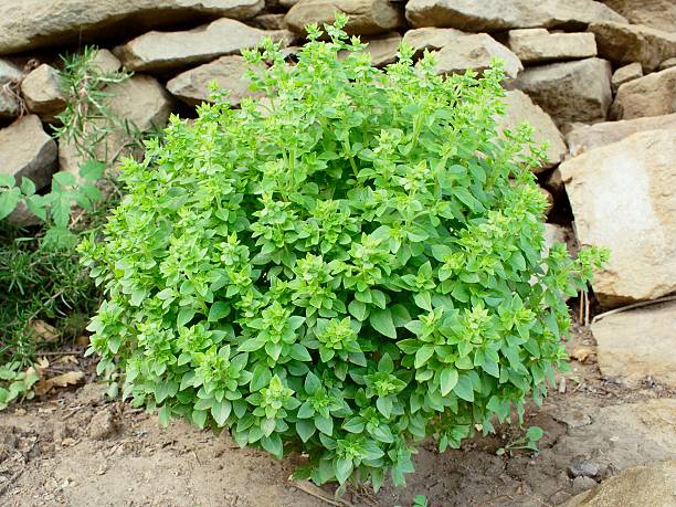 Greek Basil Seeds for Planting – Heirloom &amp; Non-GMO Herb Garden Essential Seeds High Germination Organic Garden Seeds