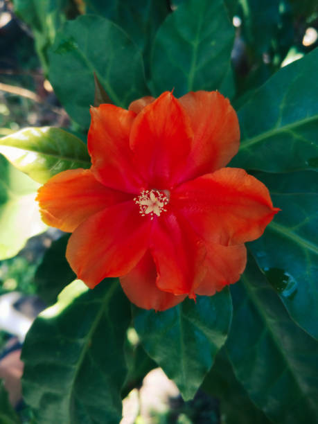 Semillas de flor de Pereskia naranja – Herencia, no transgénicas, alta germinación, semillas de jardín orgánicas para plantar