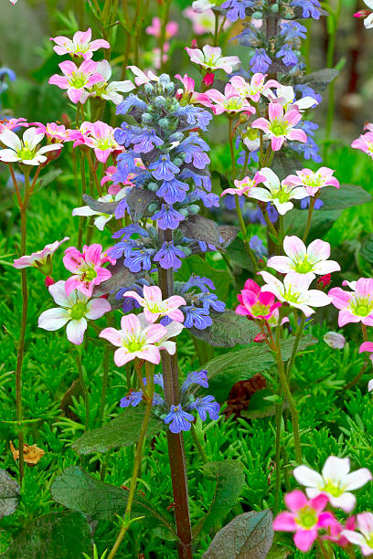 Mixed Saxifraga Flower Seeds – Heirloom, Non-GMO, High Germination Seeds