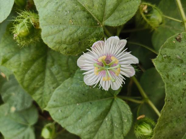 White Passiflora Aurantia Flower Seeds – Heirloom, Non-GMO, High Germination Seeds