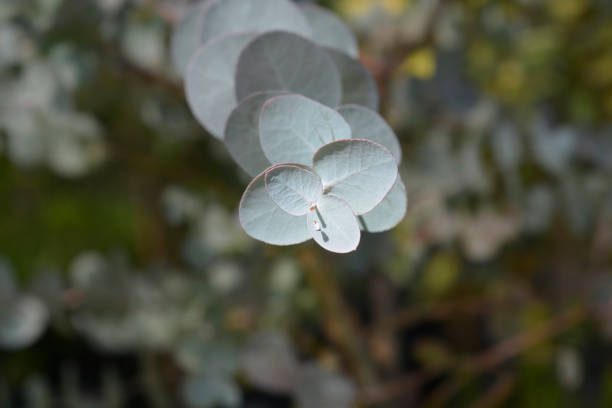 Gray Eucalyptus Gunnii Plant Seeds for Planting – Heirloom, Non-GMO, High Germination Organic Garden Seeds